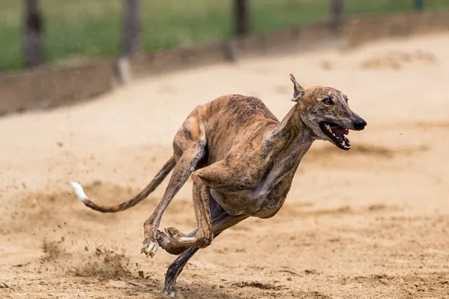 How Fast Can Greyhounds Run? Facts & Animal Comparison