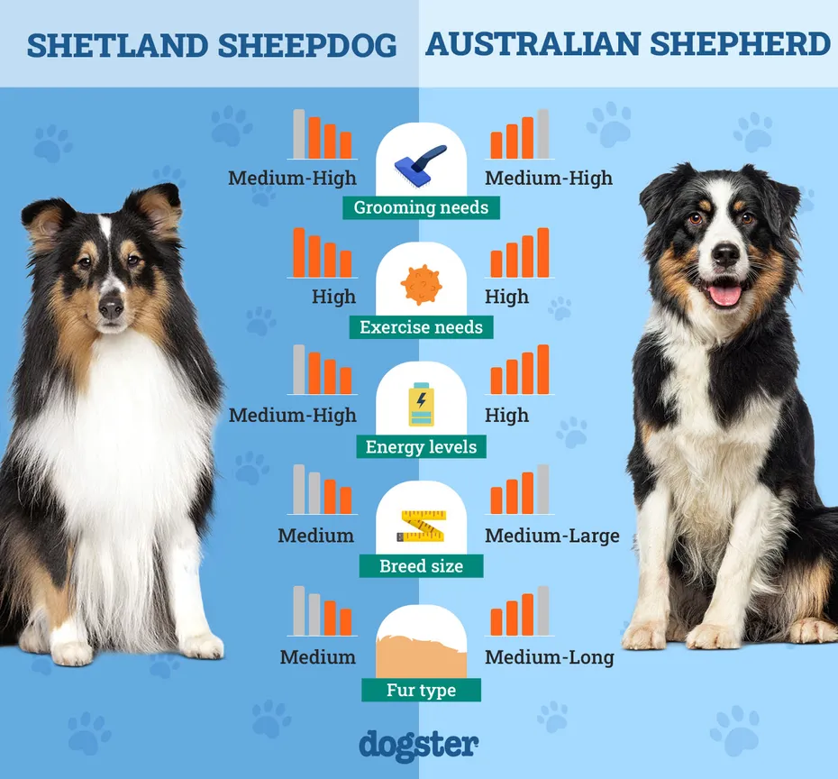 Dogster_Side by Side Comparison_ Shetland Sheepdog vs Australian Shepherd
