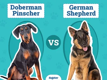 Doberman vs German Shepherd: The Comparison (With Pictures)