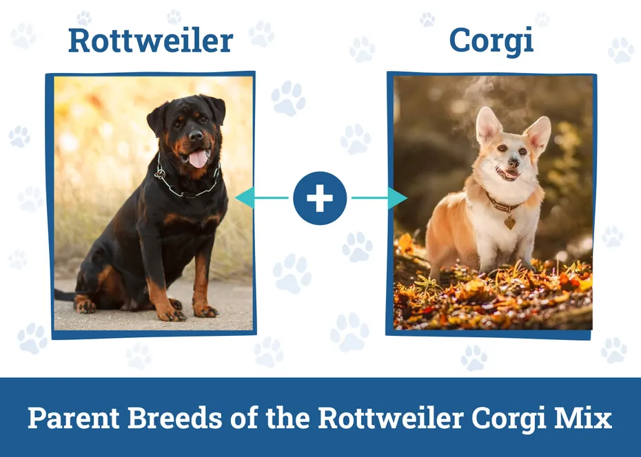 Parent Breeds of the Rottweiler Corgi Mix