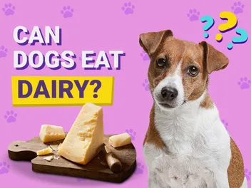 Can Dogs Eat Dairy? Vet-Verified Nutritional Guide & FAQ