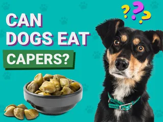 Can Dogs Eat Capers? Vet-Reviewed Nutrition Facts & FAQ