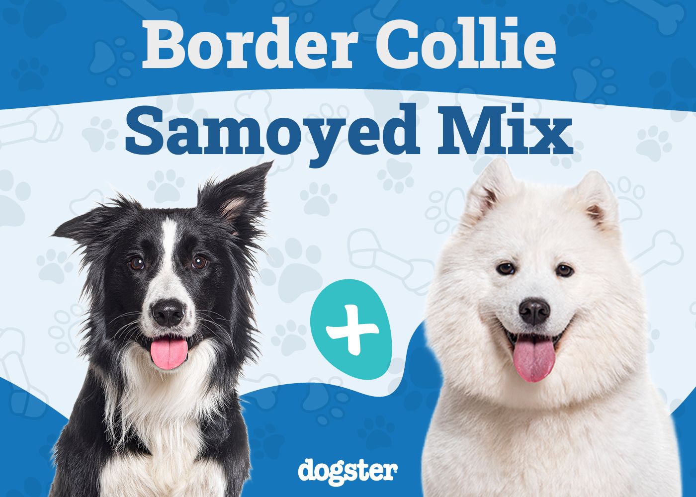 Border Collie Samoyed Mix