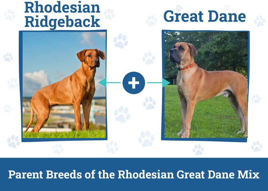 Parent Breeds of the Rhodesian Great Dane Mix