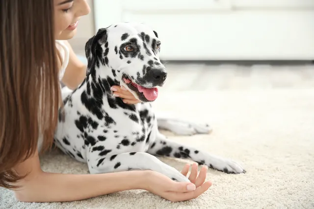 How to Protect Your Dog From Insects (2026 Guide)