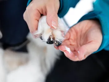 10 Best Paw Balms for Dogs in 2026 - Reviews & Top Picks