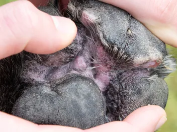 There's a Growth on My Dog’s Paw Pad: Vet Explained Foot Health