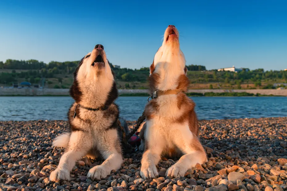 two siberian husky dogs howling outdoor