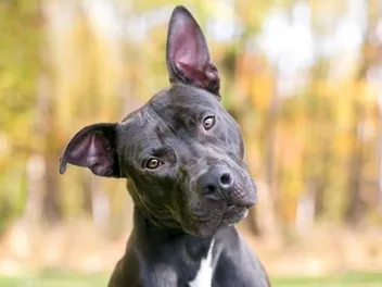 Fake Testicles for Dogs: Vet-Verified Facts & FAQ