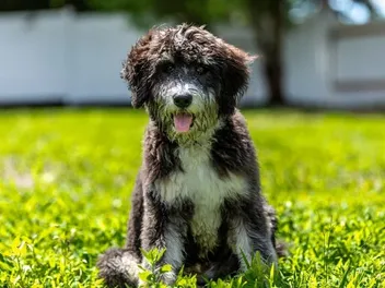 How to Train a Bernedoodle: 12 Vet-Approved Tips & Tricks