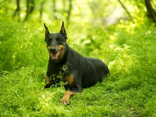 German Shepherd Doberman Mix: Info, Pictures, Care & More