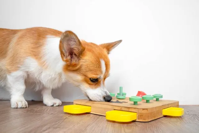 12 Indoor Dog Games to Play When You’re Stuck Inside