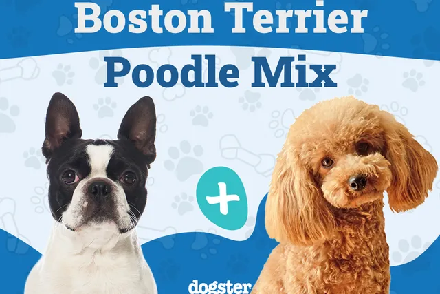 Bossi-Poo (Poodle & Boston Terrier Mix): Info, Pictures, Care & More