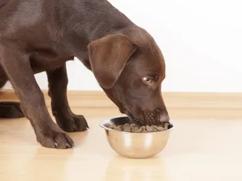 What Seasonings Can Dogs Have Safely? 6 Vet-Approved Options