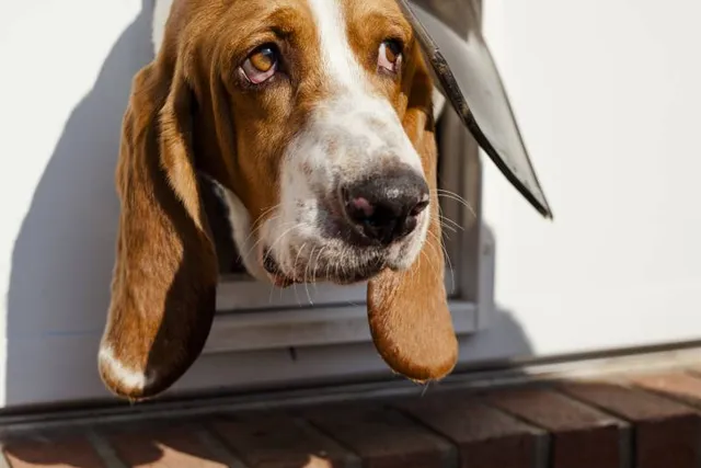 9 Basset Hound Pros & Cons: What You Should Know
