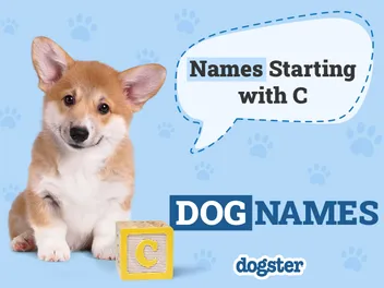 215+ Dog Names That Start With C for Your Cuddly Canine