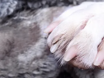 How to Treat a Broken Dog Nail in 8 Steps (Vet Answer)