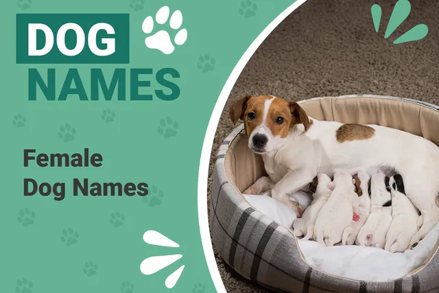 300 Girl Dog Names: Fun, Fierce & Fabulous Female Dog Ideas