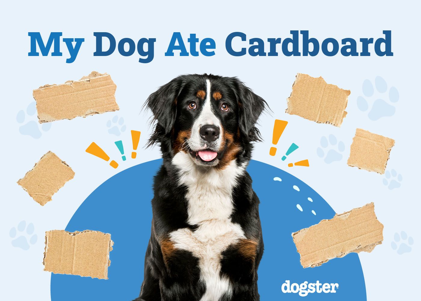 My Dog Ate Cardboard: Should I Be Worried? Our Vet Answers