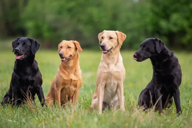 How Many Dogs Are There in Australia in 2026? What Statistics Say