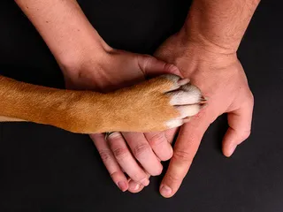 Does Pet Insurance Cover Hip Dysplasia? Standard Policies & FAQ