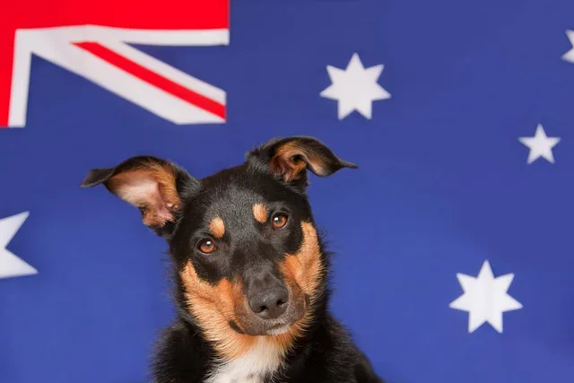 10 Australian Dog Breeds: Down Under Origins (With Info & Pictures)