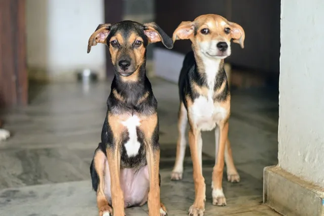 Indian Pariah Dog: Info, Pictures, Care Guide & More
