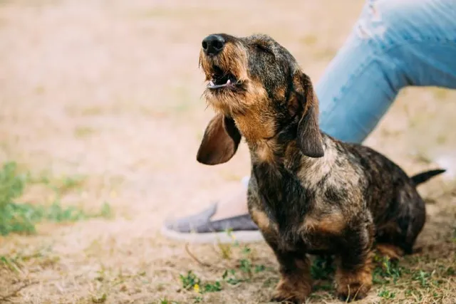 Do Dachshunds Howl a Lot? What to Know