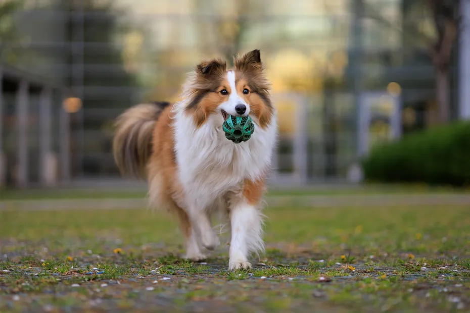 sheltie or shetland sheepdog running outdoors with a ball toy in its mouth