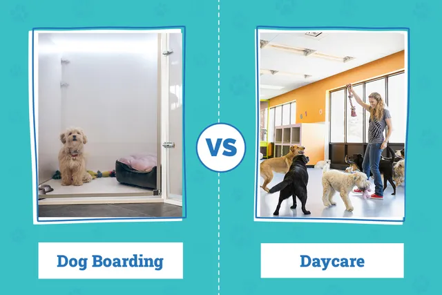 Dog Boarding vs. Daycare: What’s the Difference? A Vet-Reviewed Guide