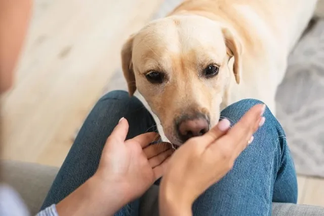 Can Dogs Sniff and Breathe at the Same Time? Canine Anatomy Explained