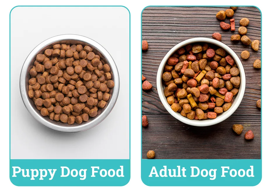 Puppy Food Vs Adult Dog Food Side By Side