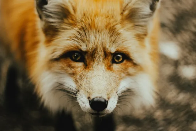 Are Foxes Related to Dogs? What the Science Tells Us (Vet-Reviewed Facts)
