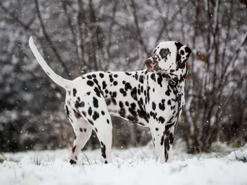 10 Vet-Verified Dalmatian Pros & Cons You Should Know Before You Get One