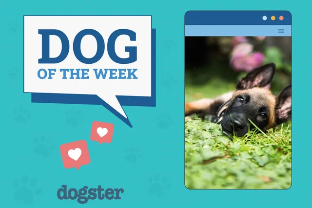 Dogster Photo Contest: Dogs of the Week Winners (Feb 13, 2025)