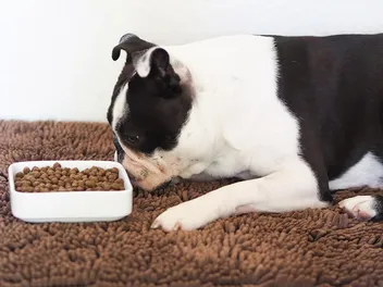 8 Best Dog Foods for Weight Loss Made in the USA in 2026 - Reviews & Top Picks