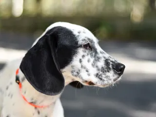21 Dalmatian Mixed Breeds (With Info & Pictures)