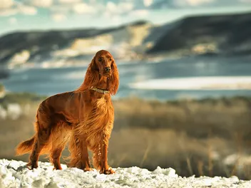 10 Red Dog Breeds: Big, Small & Fluffy (With Info & Pictures)