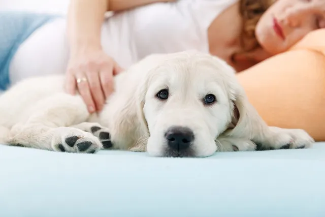How to Prepare Your Dog for Your Baby: 10 Vet-Approved Tips