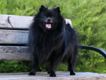 Black Pomeranian: Info, Pictures, Origin & History