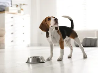 When to Switch to an Adult Dog Food? Vet-Approved Facts & FAQ