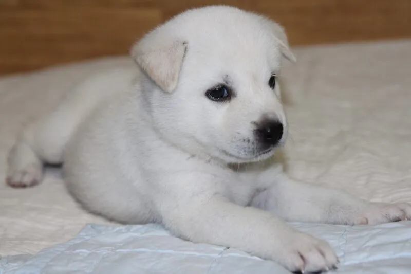 jindo puppy