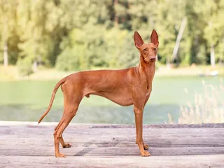 Cirneco Dell'Etna Dog Breed: Info, Pictures, Traits & Care