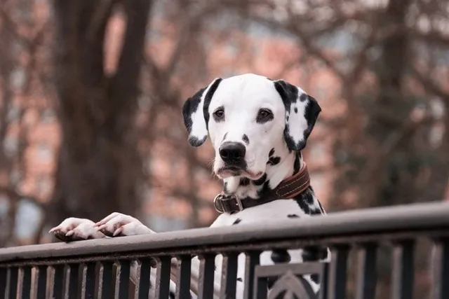Are Dalmatians Born With Their Spots? Coat Color & Pattern Explained