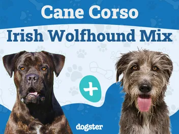 Cane Corso Irish Wolfhound Mix: Info, Pictures, Care & More