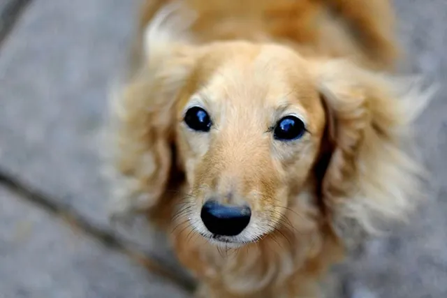 Cream Long-Haired Dachshund: Info, Pictures, Origin & History