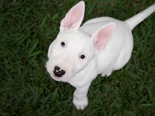 Are Bull Terriers Smart? Breed Intelligence Revealed