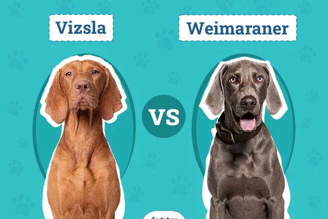Vizsla vs Weimaraner: Key Differences (With Pictures)