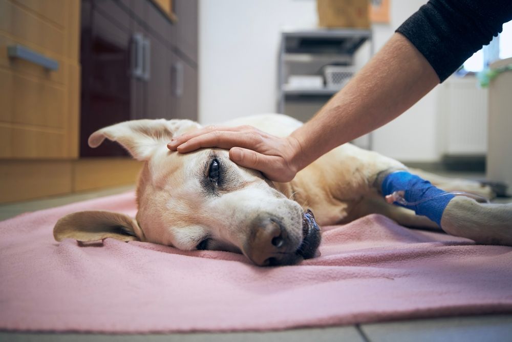 man stroking his sick dog in animal hospital