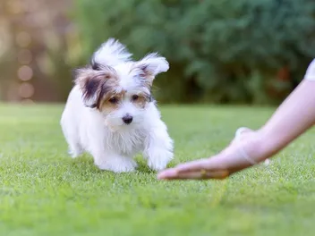 How Aggressive Are Havanese Dogs? Vet-Verified Facts & FAQ